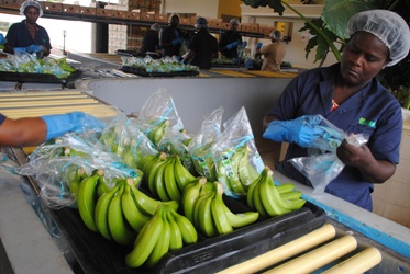 Los/as trabajadores inmigrantes en la industria bananera se aprestaron para regularizarse con el apoyo de empresarios, la OIM y la Unión Europea. Plantación de Guayubín. Crédito: Lars Bilit Hagen